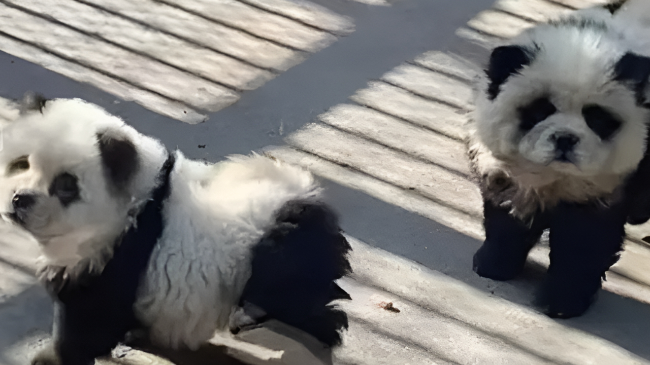 泰州动物园回应松狮犬假扮熊猫:创意来源网络,真熊猫