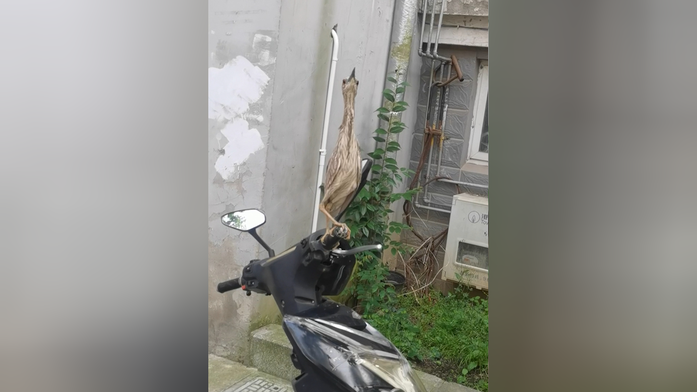 怪鸟笔挺站电动车上以为自己隐身了