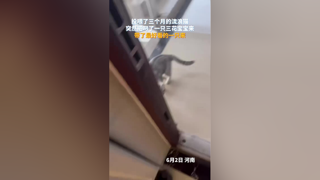 投喂了三个月的流浪猫,突然把叼了一只三花宝宝来,带了最好看的一只来