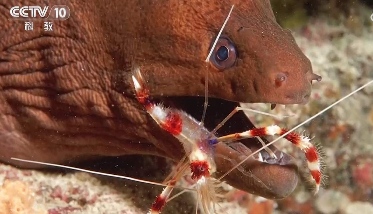 海鳝的"私人牙医",小虾看似微小的行为,实际上对海鳝有至关重要的作用