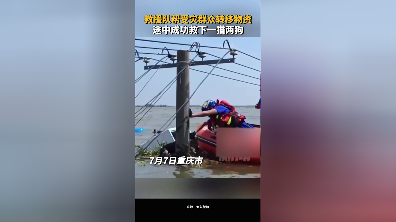 救援队帮受灾群众转移物资,途中成功救下一猫两狗