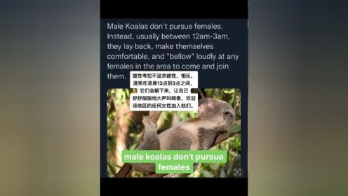 考拉如何求偶 #英文口语 #英语美文朗读 #流利说英语 #老颜带你读英语