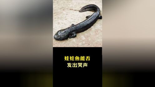 娃娃鱼能否发出声音