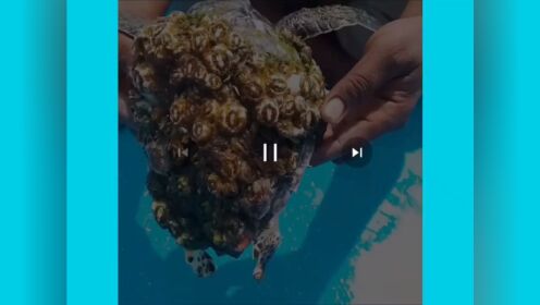 清理海龟身上的藤壶