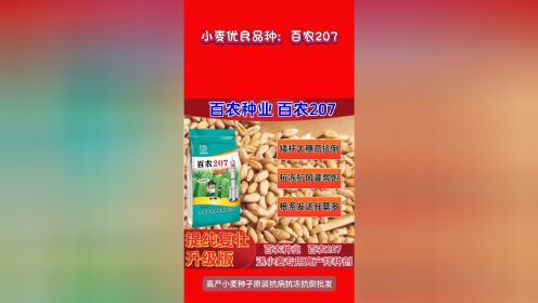 小麦百农 207 高产矮杆大穗(印保林编辑制作)