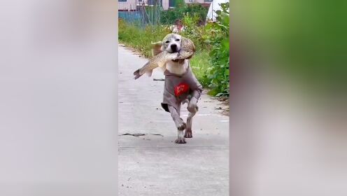 小狗狗搞笑视频 ,搞笑动物, 动物世界精彩集锦