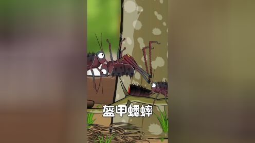 你知道盔甲蟋蟀的天敌吗?