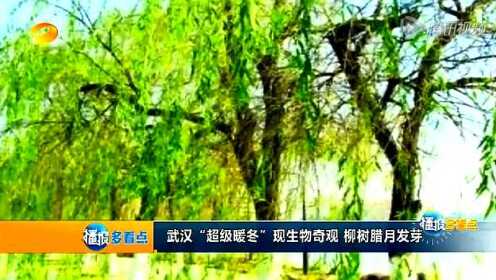 武汉“超级暖冬”现生物奇观 柳树腊月发芽