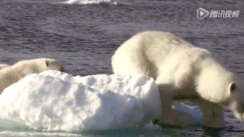 BBC纪录片冰冻星球 极地之夏