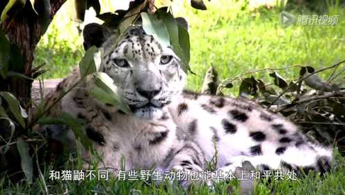 动物园的野生世界第2季04 猫鼬&雪豹