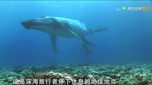座头鲸生产：巨型宝宝仍要妈妈保护