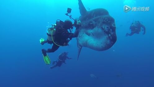 潜水者遭遇巨型翻车鱼