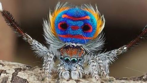 世界上最美丽的蜘蛛，竟然能像孔雀一样开屏！