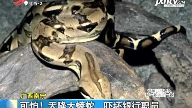 可怕!天降大蟒蛇 吓坏银行职员