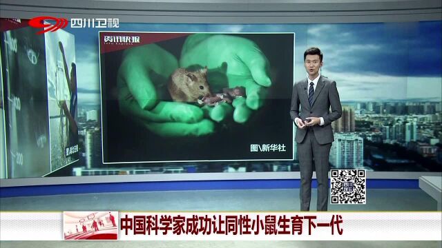 中国科学家成功让同性小鼠生育下一代