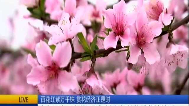 百花红紫万千株 赏花经济正是时:南京汤山——文化“唱戏”做文章 灼灼桃花片片财