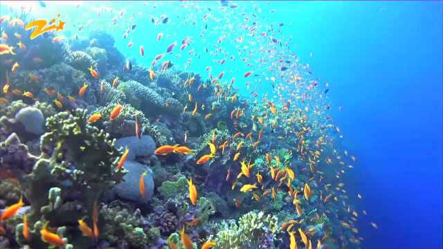 珍惜海洋资源 保护海洋生物多样性