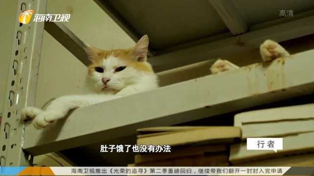 猫的城 猫的书店