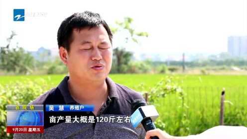 衢州柯城：渔稻养殖  大闸蟹肥美上市