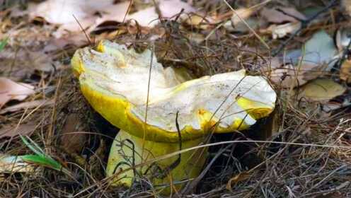 中国宴福寿康宁太美了云南大山里的野生大菌菇