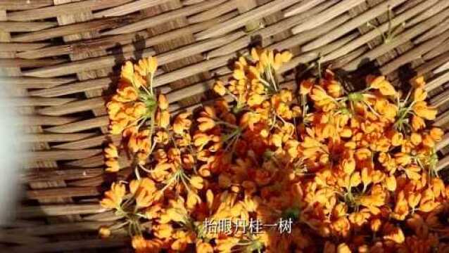 潇湘花月谣