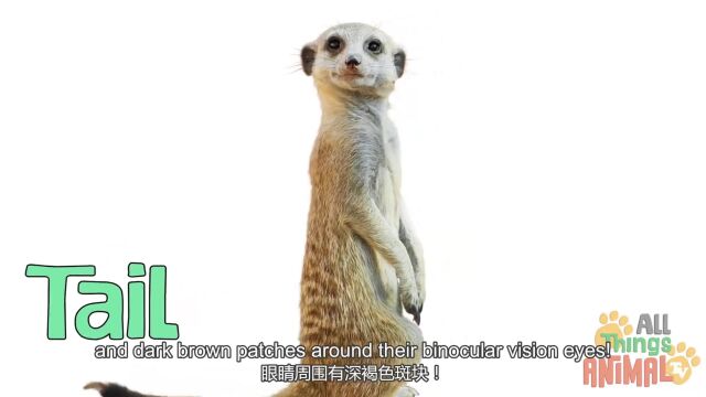 第8集 猫鼬 Meerkat