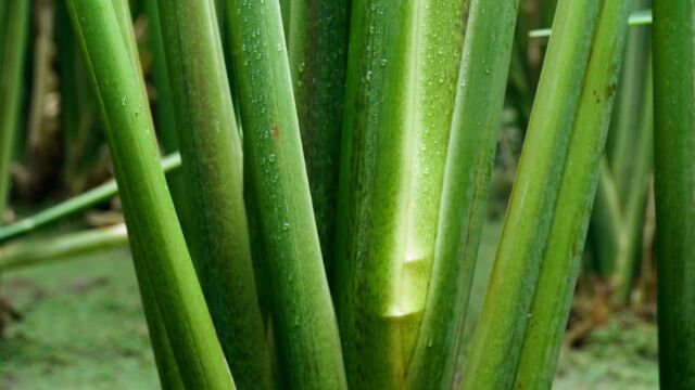 【幕后花絮】科普!菰米和茭白本是同根生?