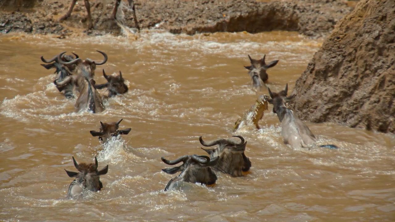 角馬群遷徙過河遭遇鱷魚伏擊