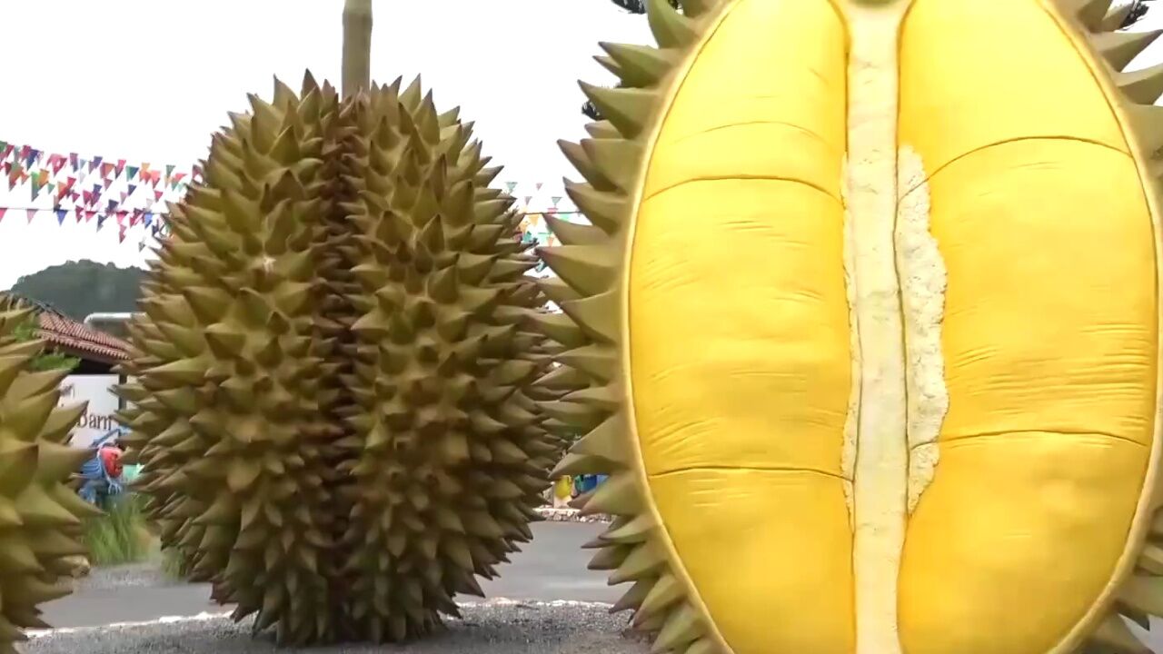 超大的榴莲,榴莲爱好者狂喜