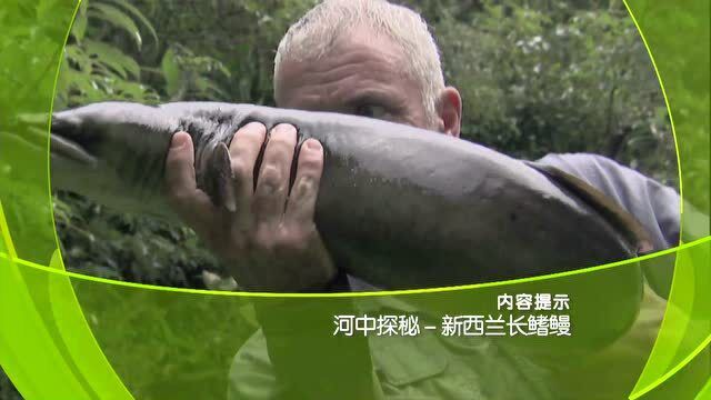 cctv10大真探河中探秘新西兰长鳍鳗