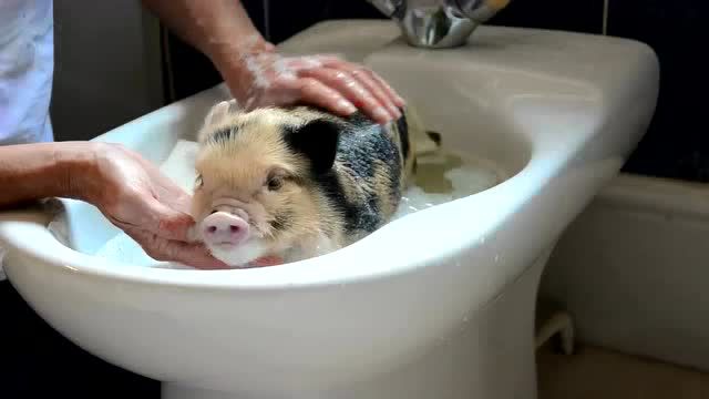夏天来了给逗比小猪猪宝宝洗澡 表情超享受