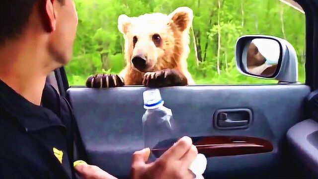 外国的熊也真是成精了 竟敢在高速路上拦路抢劫!