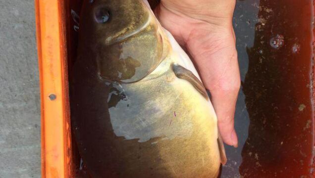 户外直钓裸斑鱼