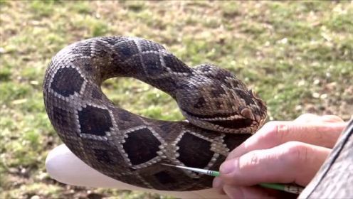 如果不是这个视频，你不会知道这条响尾蛇竟是手工雕刻的！