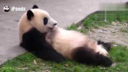 熊猫百科全说：滚滚三围、身高、体重大曝光！胖背熊腰尽收眼