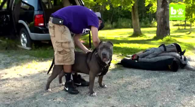 比特犬的训练日常难怪这么凶