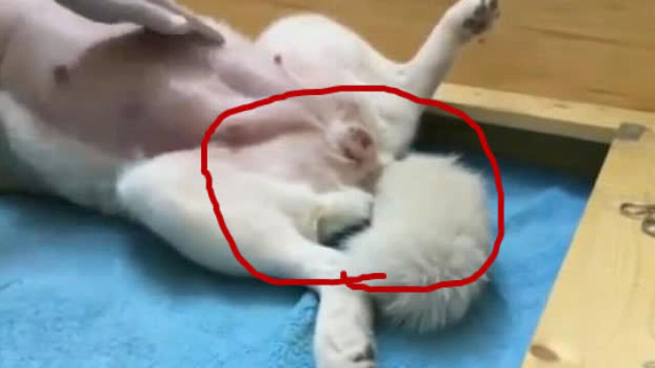 实拍：原来小狗是这样出生的_腾讯视频