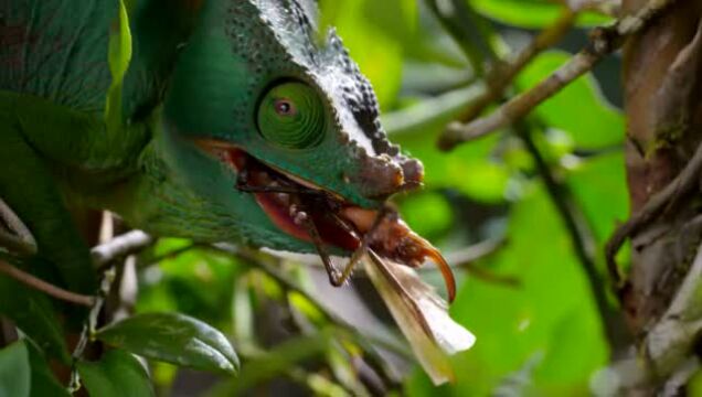 变色龙捕食螳螂 长长的舌头闪电般的快