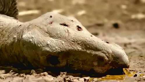 大量恐龙掉进沼泽淹死,体型太大的弊端