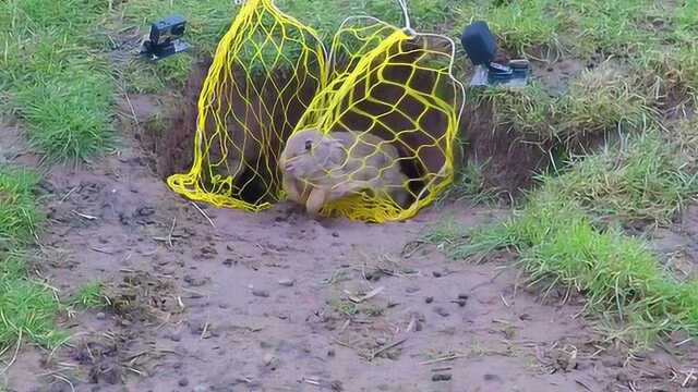外国人在野外都是这样抓兔子的