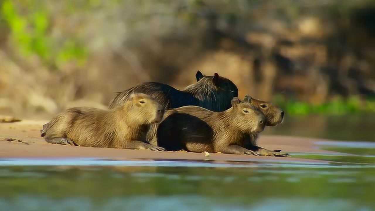 又新发现一种淡水豚