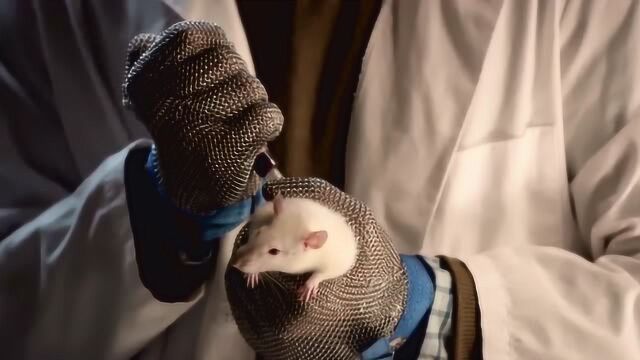 科学家培育的僵尸老鼠,不但把其他老鼠的脑子吃了,还咬了人类