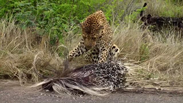 实拍雄花豹捕杀豪猪,为了填饱肚子,完全不要命了