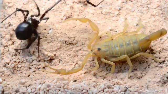 蝎子大战黑蜘蛛,钳子夹住尾巴注毒秒杀
