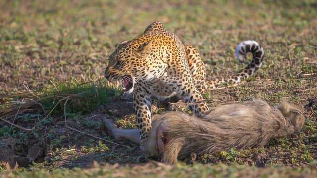 实拍花豹捕杀狒狒进食全过程难得一见的镜头