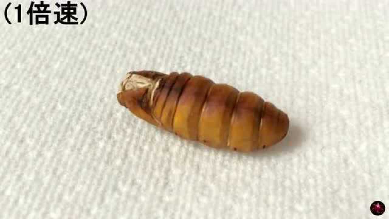从蚕宝宝到蛾子转出来4分钟浓缩蚕的一生_高清1080P在线观看平台_腾讯视频