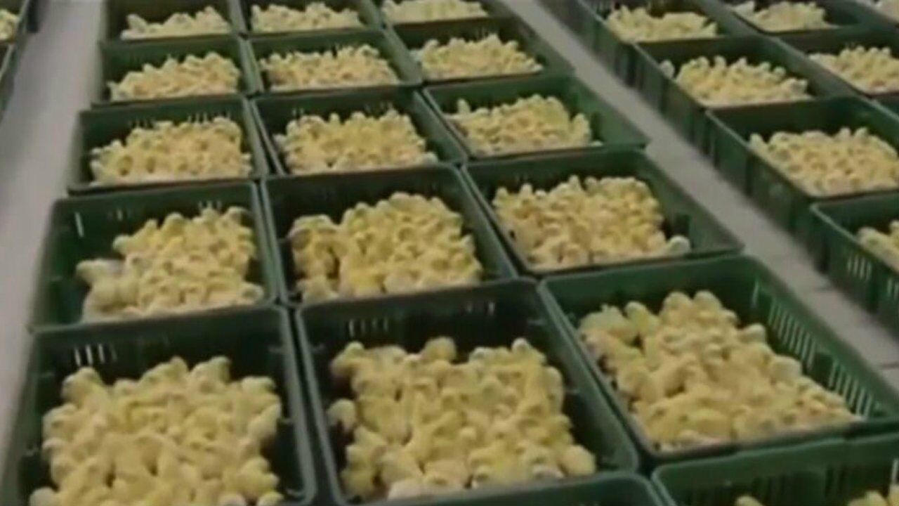 现代化养鸡场孵化小鸡的全过程，这里有你不知道的_高清