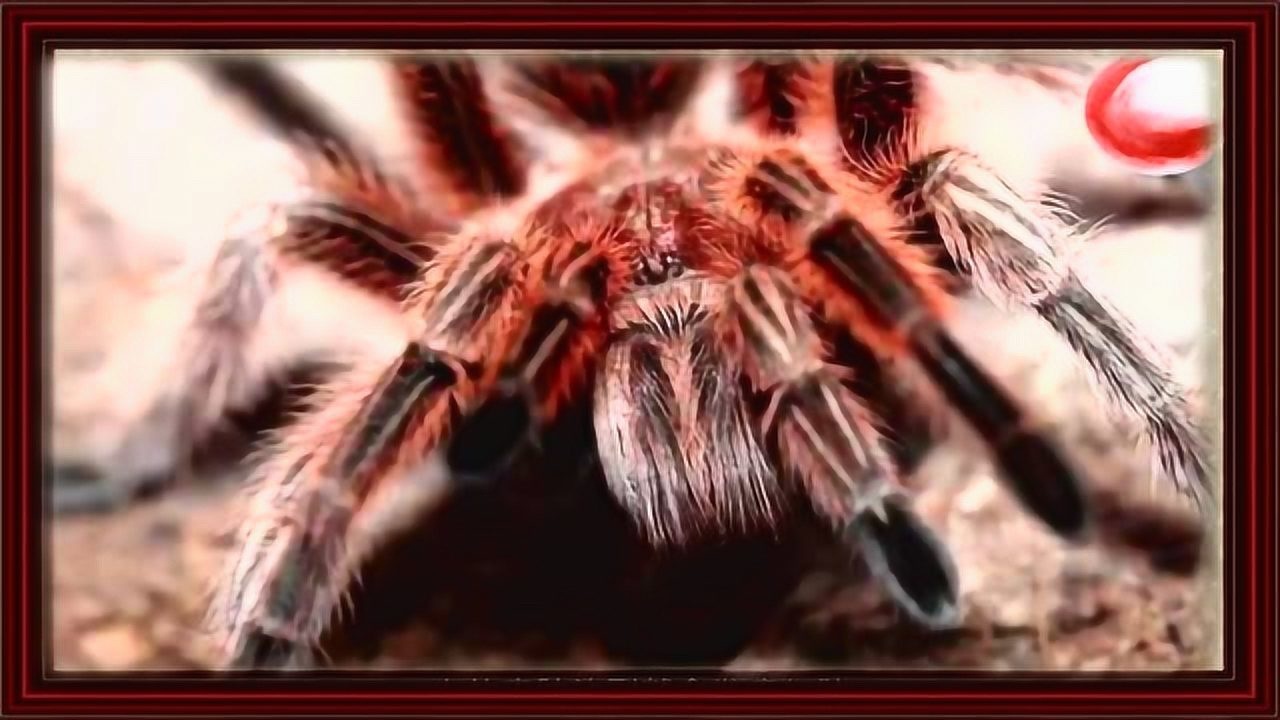 六角恐龙,原来是蜥蜴的一类_腾讯视频