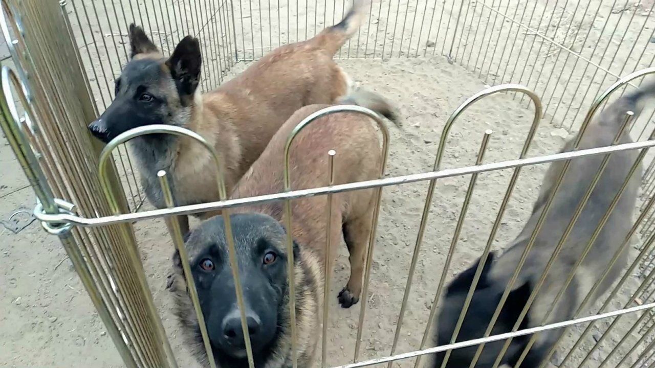 藏獒这么贵,看着吓人,马犬看着挺好要价有些高,配狗要两千块