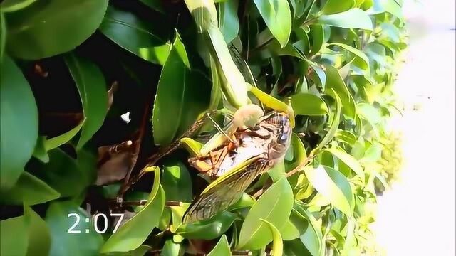 现实螳螂捕蝉,螳螂抓到蝉后直接活吃.